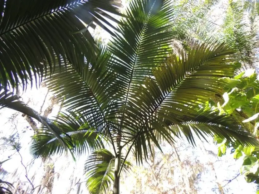 Discover the Archontophoenix maxima palm tree