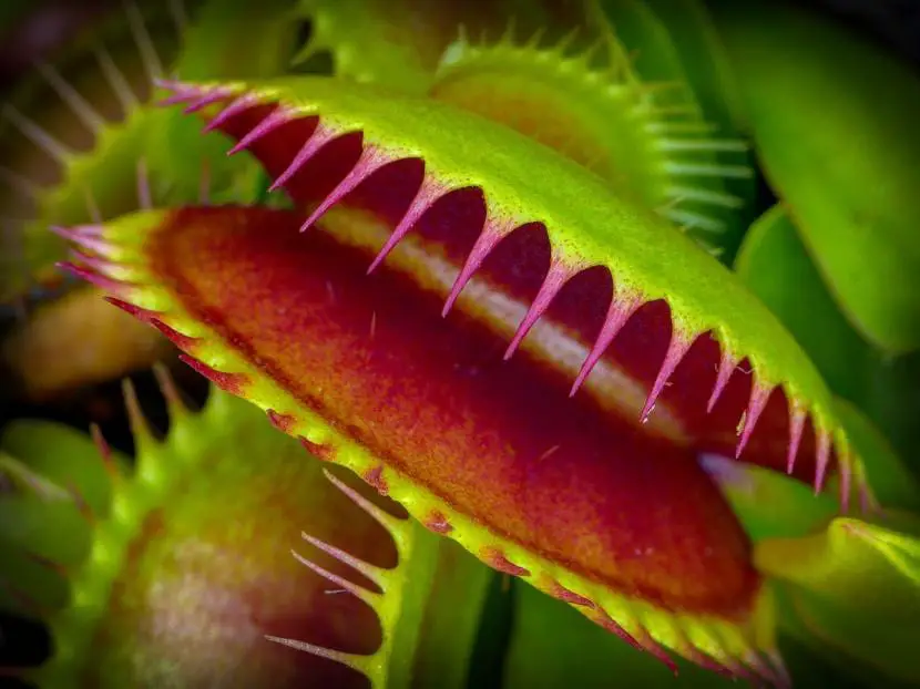 Origin of the Venus flytrap