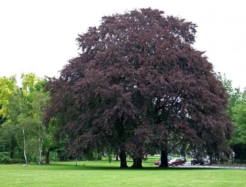 Red-leaved beech, a magnificent tree for the garden
