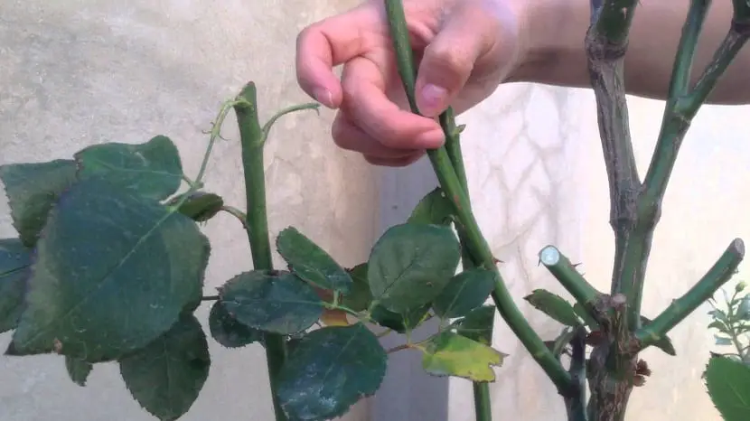How to prune climbing roses in your garden in a simple way