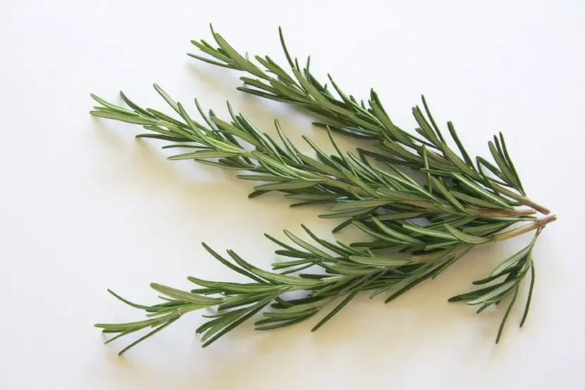 What are the properties of rosemary?
