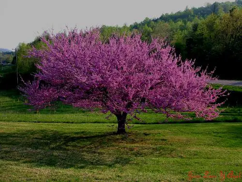 tips for buying trees | Gardening On