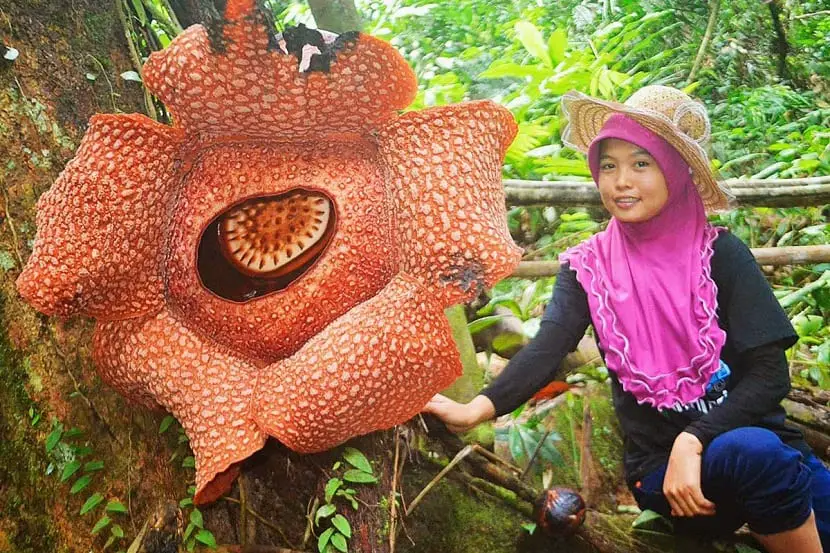 Characteristics of the Rafflesia or corpse flower