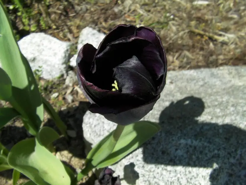 How to care for the black tulip?