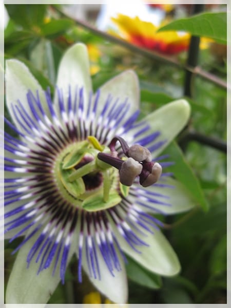 How to promote the flowering of passionflower
