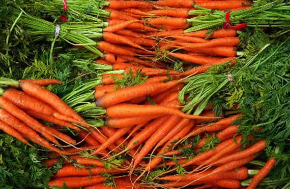 Potted carrot cultivation | Gardening On