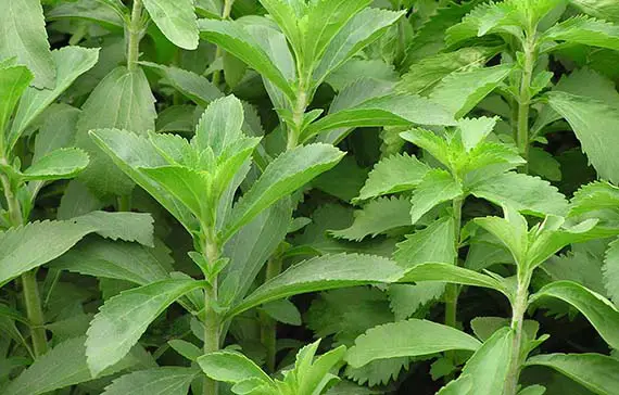 Stevia, the sweetening plant of a thousand properties