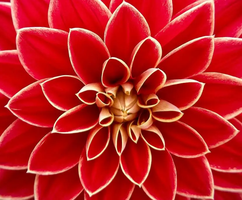 The red dahlia, a flower to bring joy to the summer