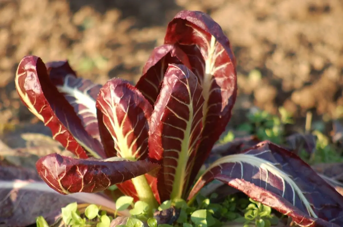 Red chicory: cultivation and uses