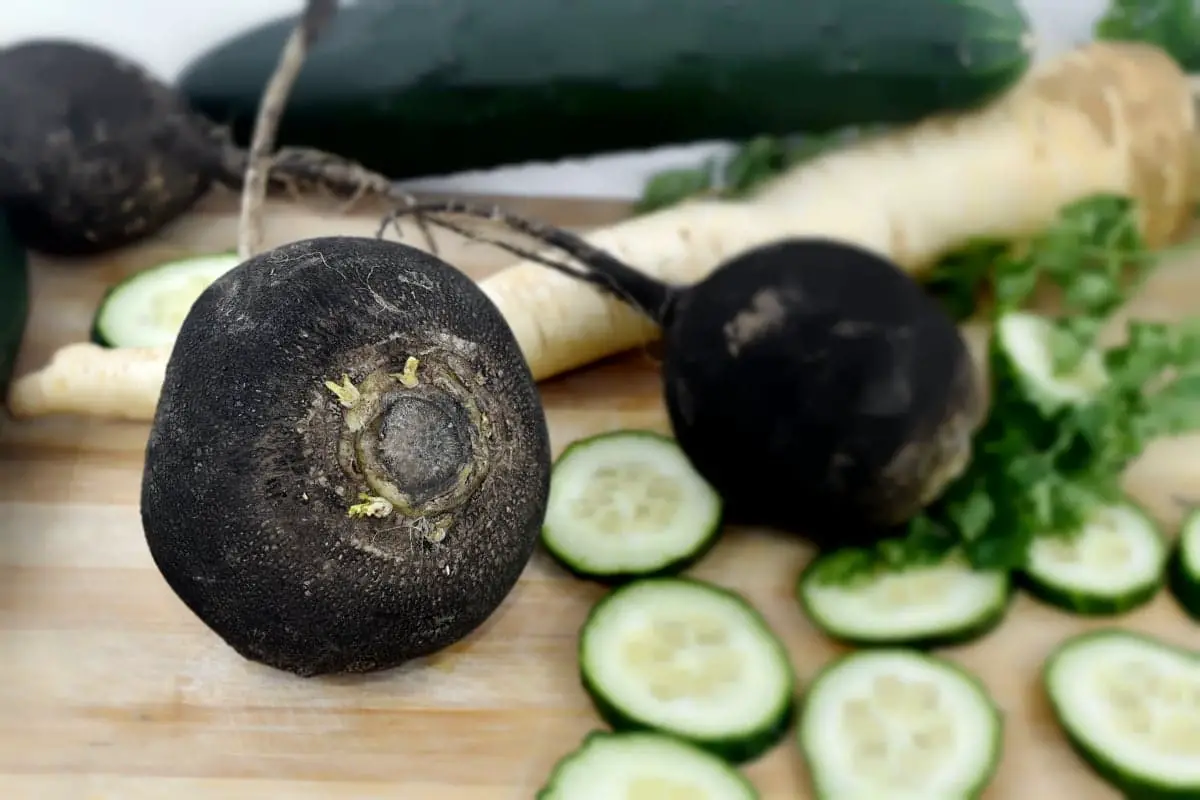 Cultivation and uses of black radish