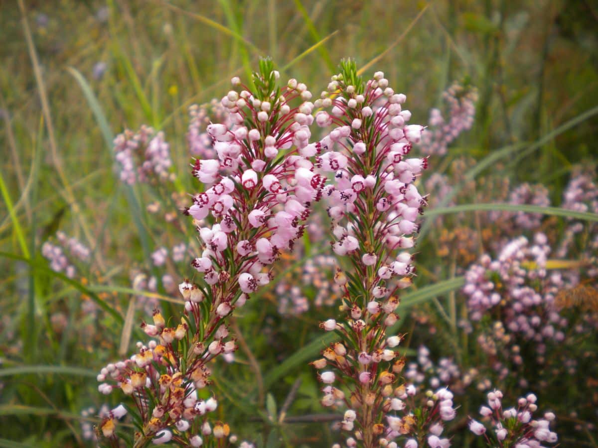 What are the care of Erica vagans?