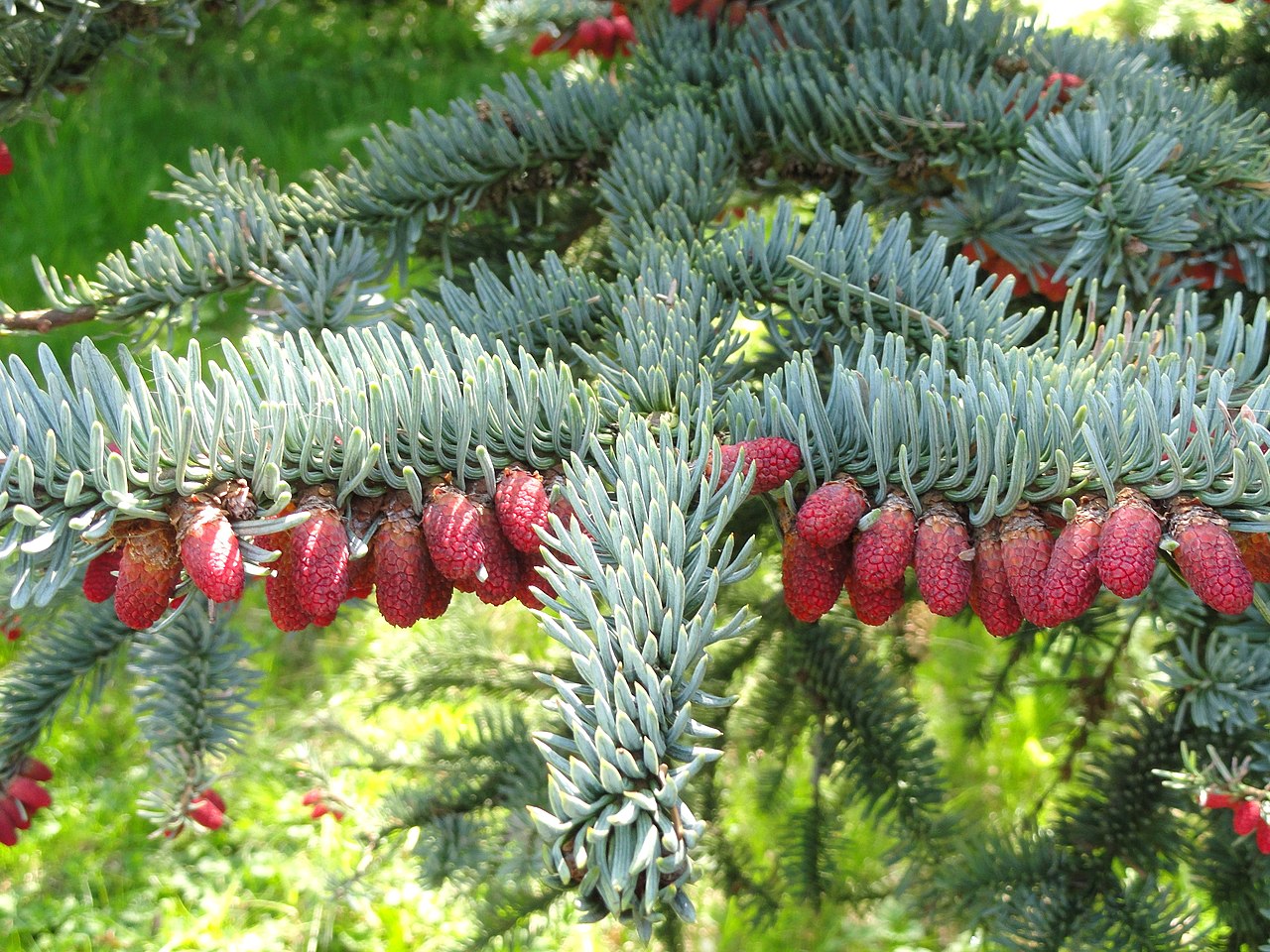 8 types of fir trees for a small and medium-sized garden