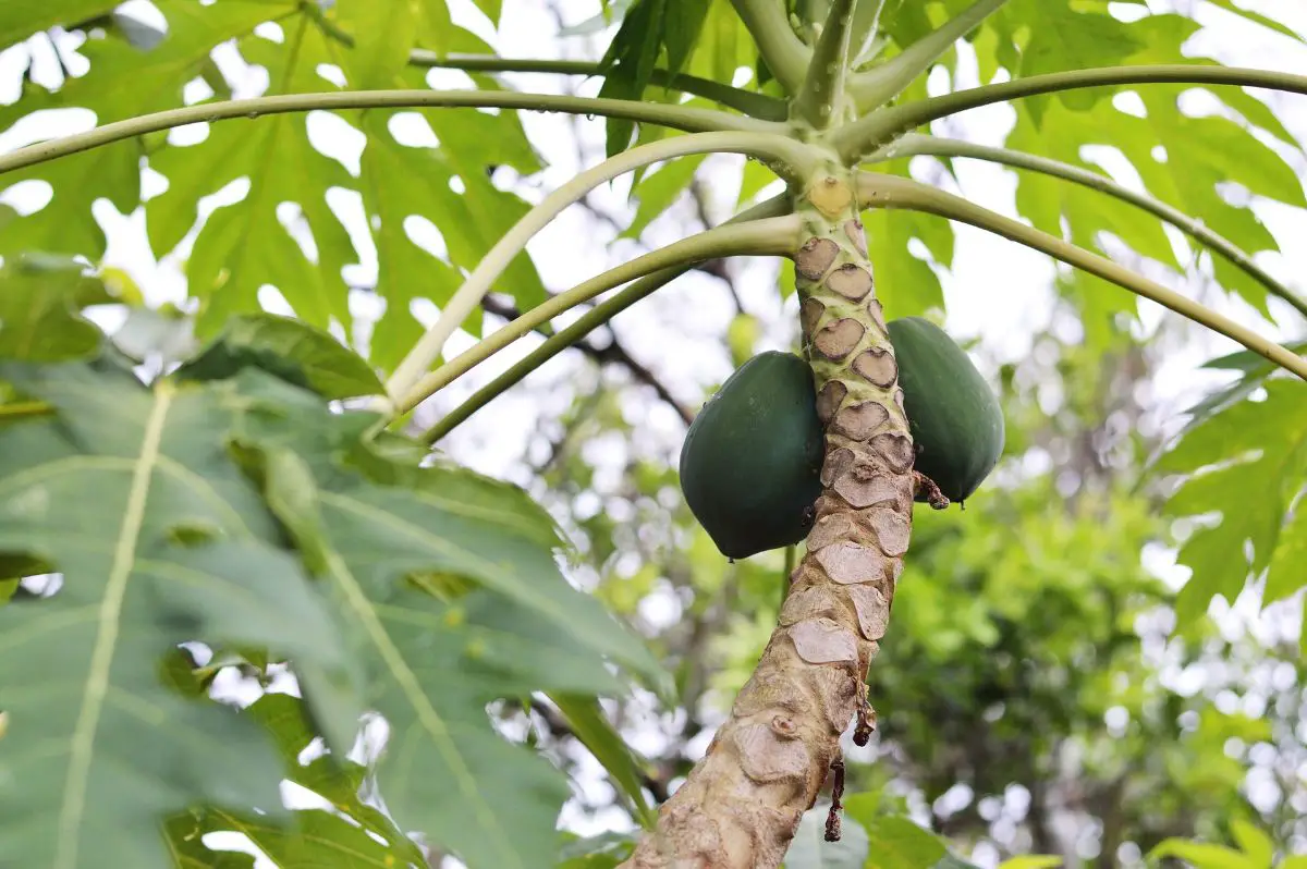 Potted papaya tree: care | Gardening On