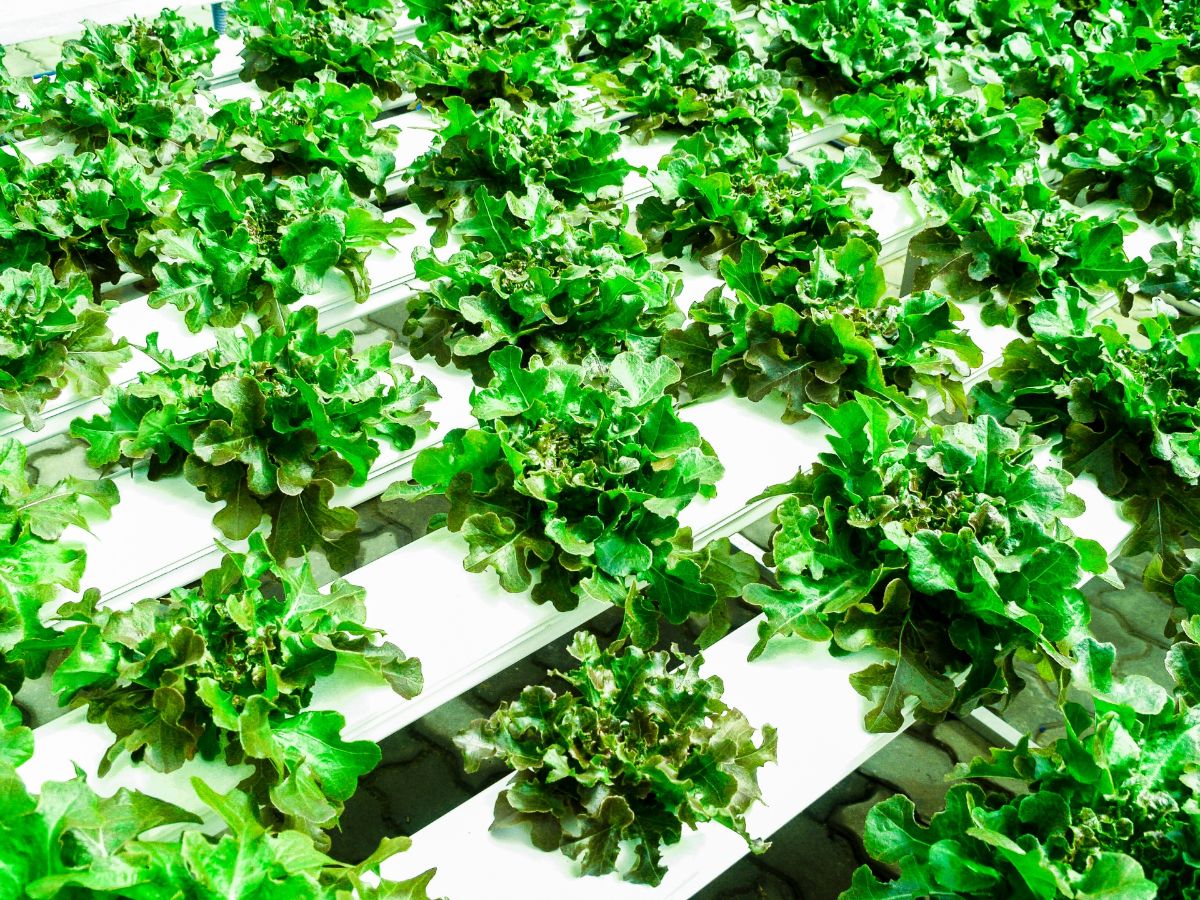 What is a hydroponic lettuce and how is it grown?