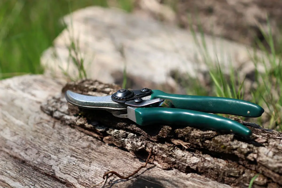 How to buy professional pruning shears