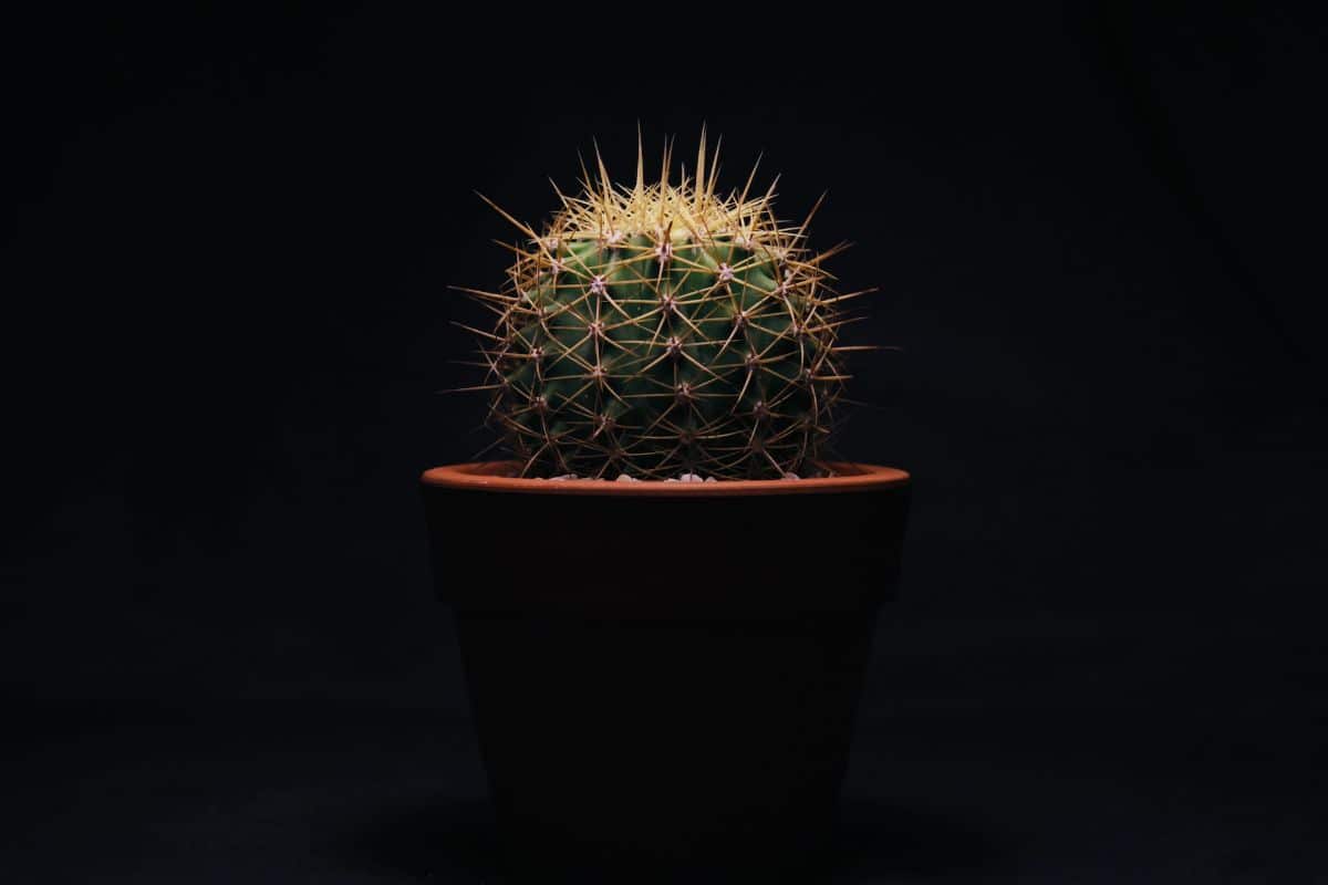 How to remove cactus spines: easy and effective methods