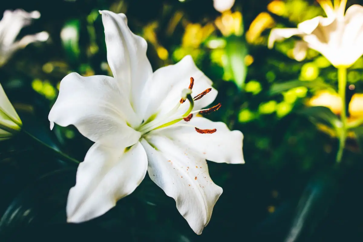 White lilies: Characteristics, care and meaning