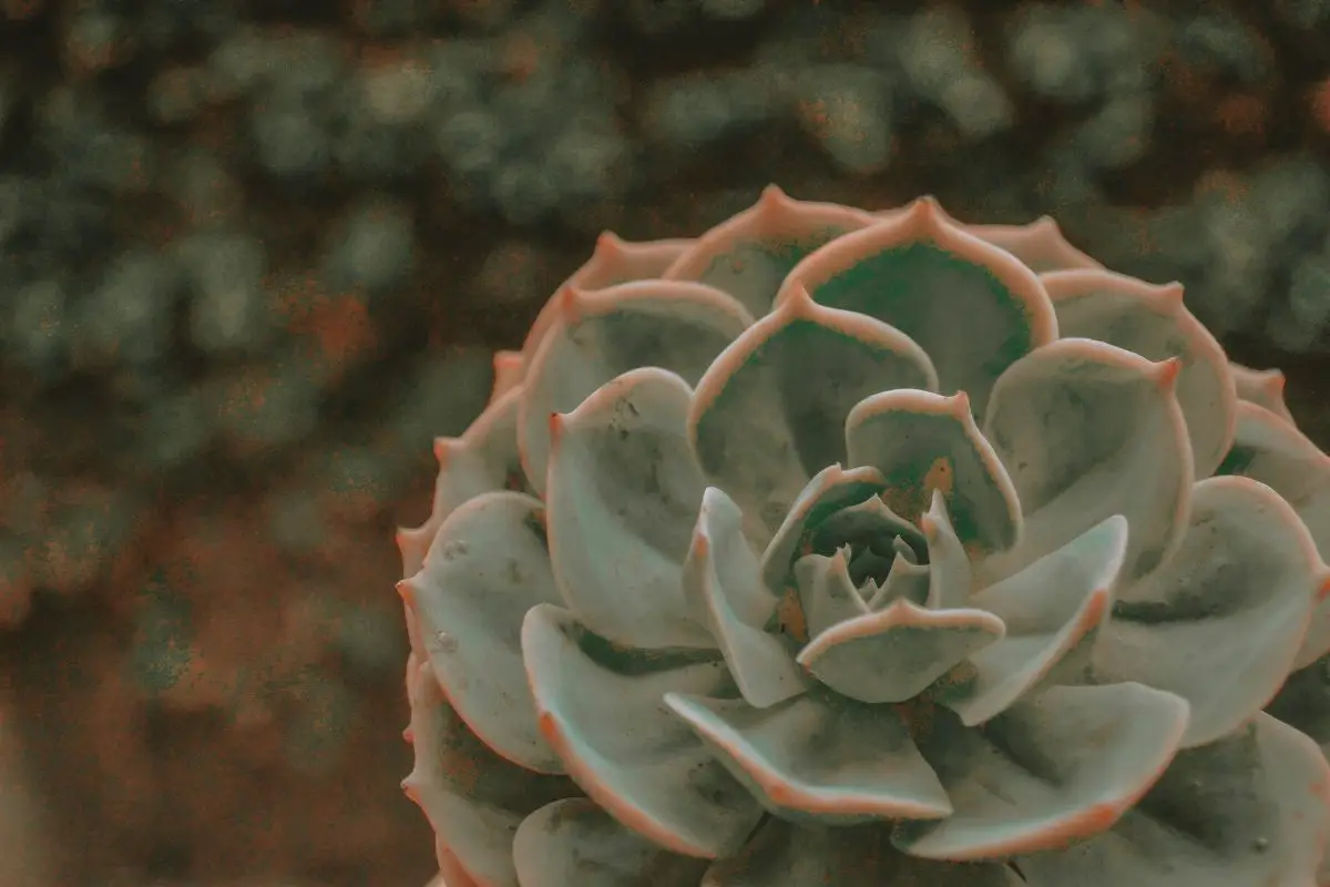 Echeveria lilacina: what you should know about the ghost succulent