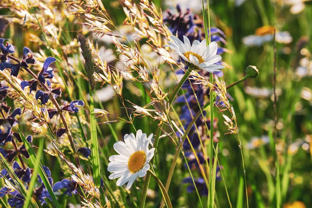 The most beautiful spring wildflowers for your garden