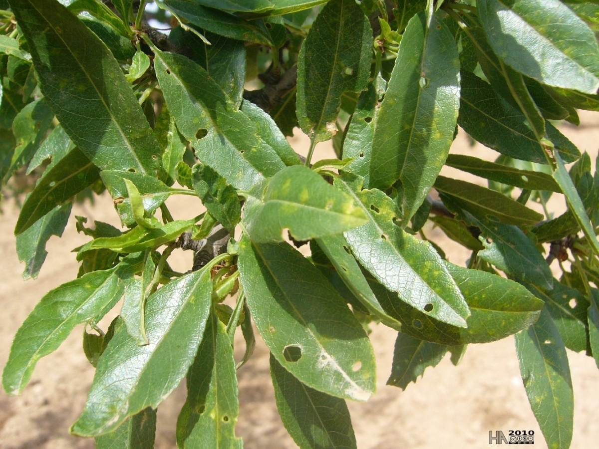 How to treat the ocher spot of the almond tree?