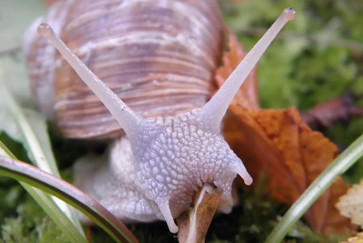 What do snails eat?