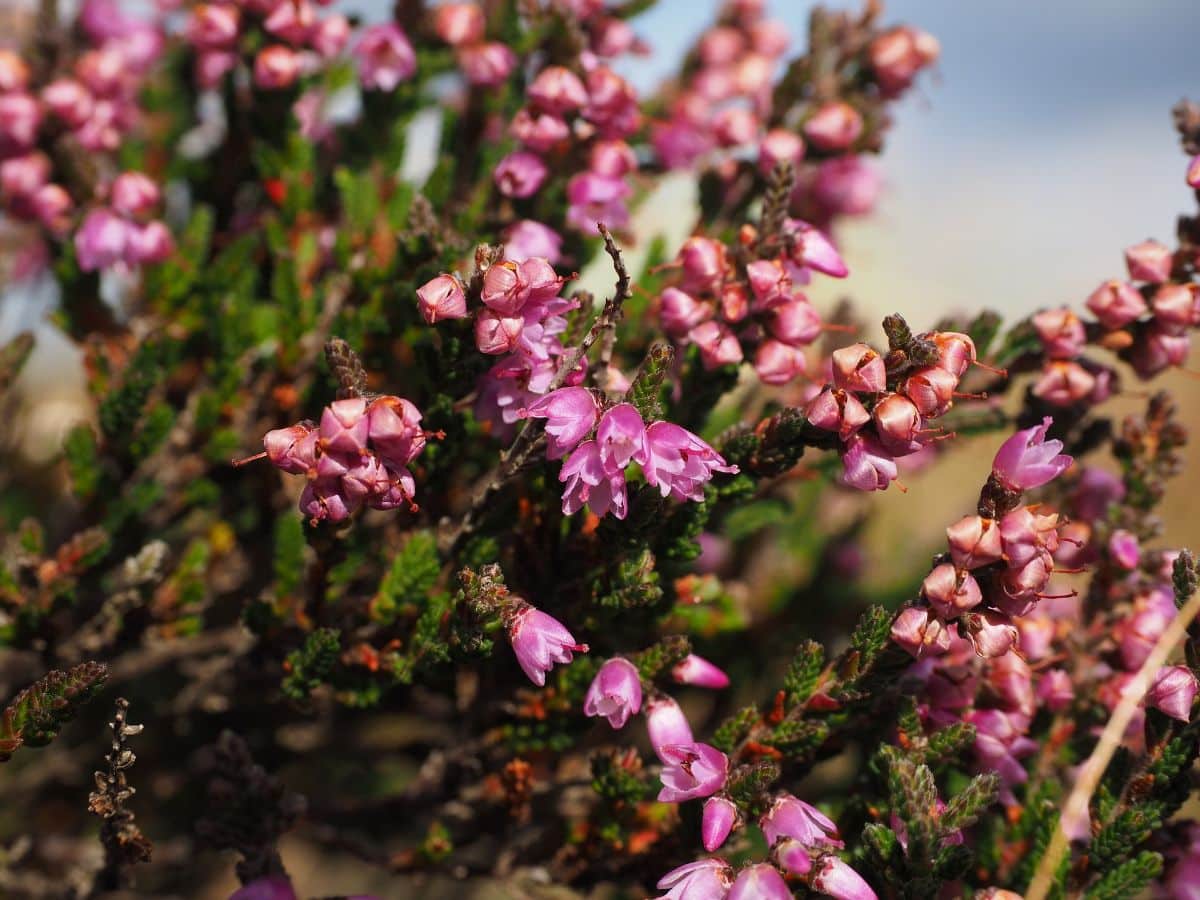 Calluna vulgaris, the plant with beautiful flowers that brightens up winter