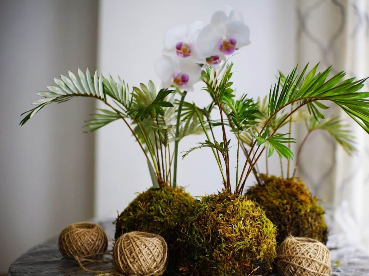 How to make orchid kokedamas step by step (with tips)
