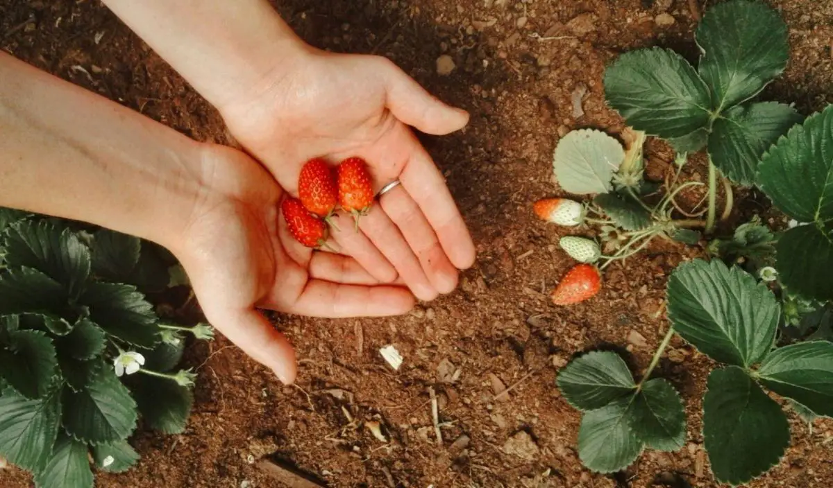 When to plant strawberries and how to do it: the tricks to get them to grow