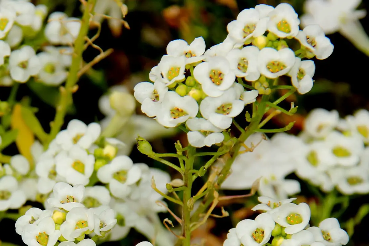 What is the sea cress and where to find it
