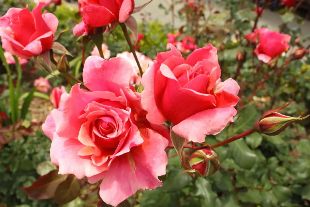 Rosa Duet: everything you need to know about the rose bush and its care