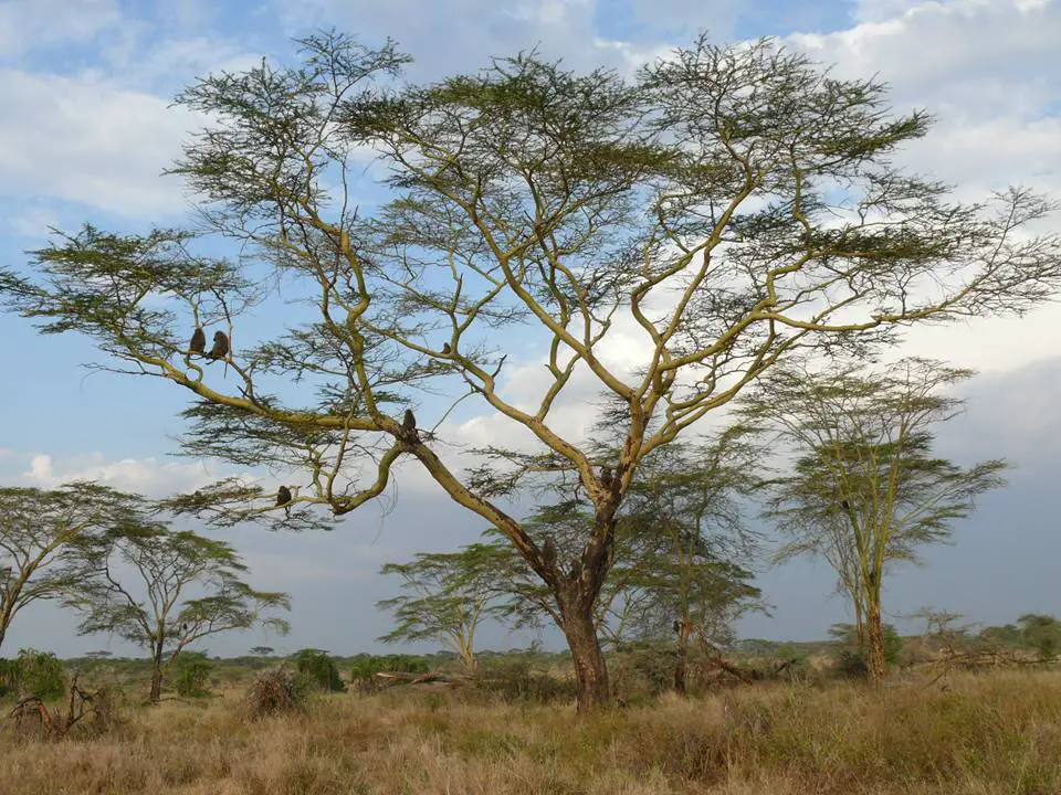 Acacia xanthophloea: Find out what you don’t know about the species