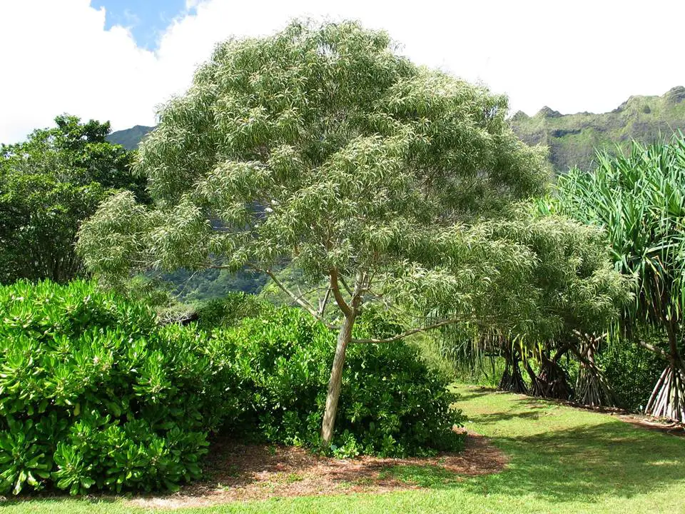 Acacia koa: Everything you need to know about this species of tree