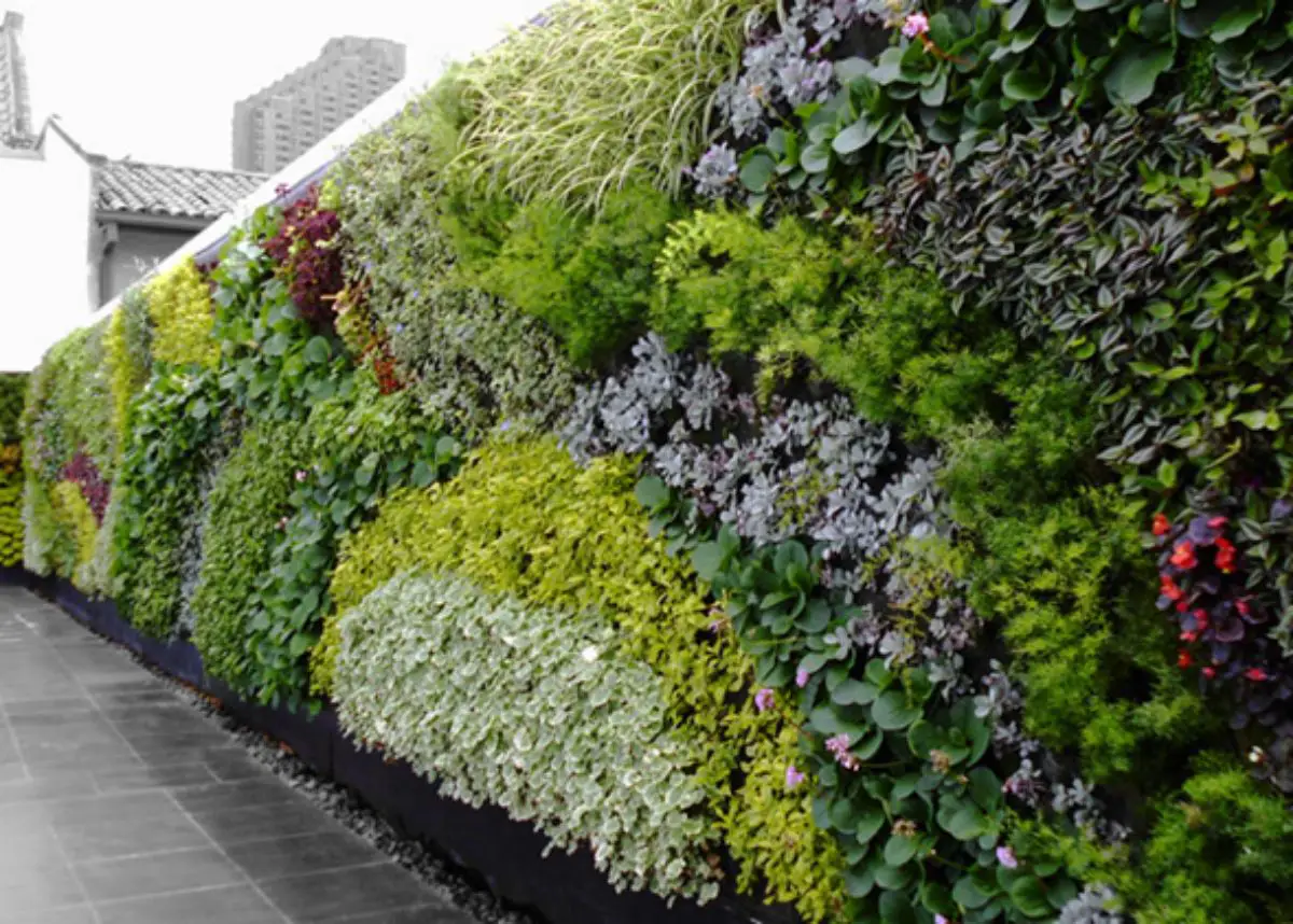 Tips and ideas for designing wall gardens