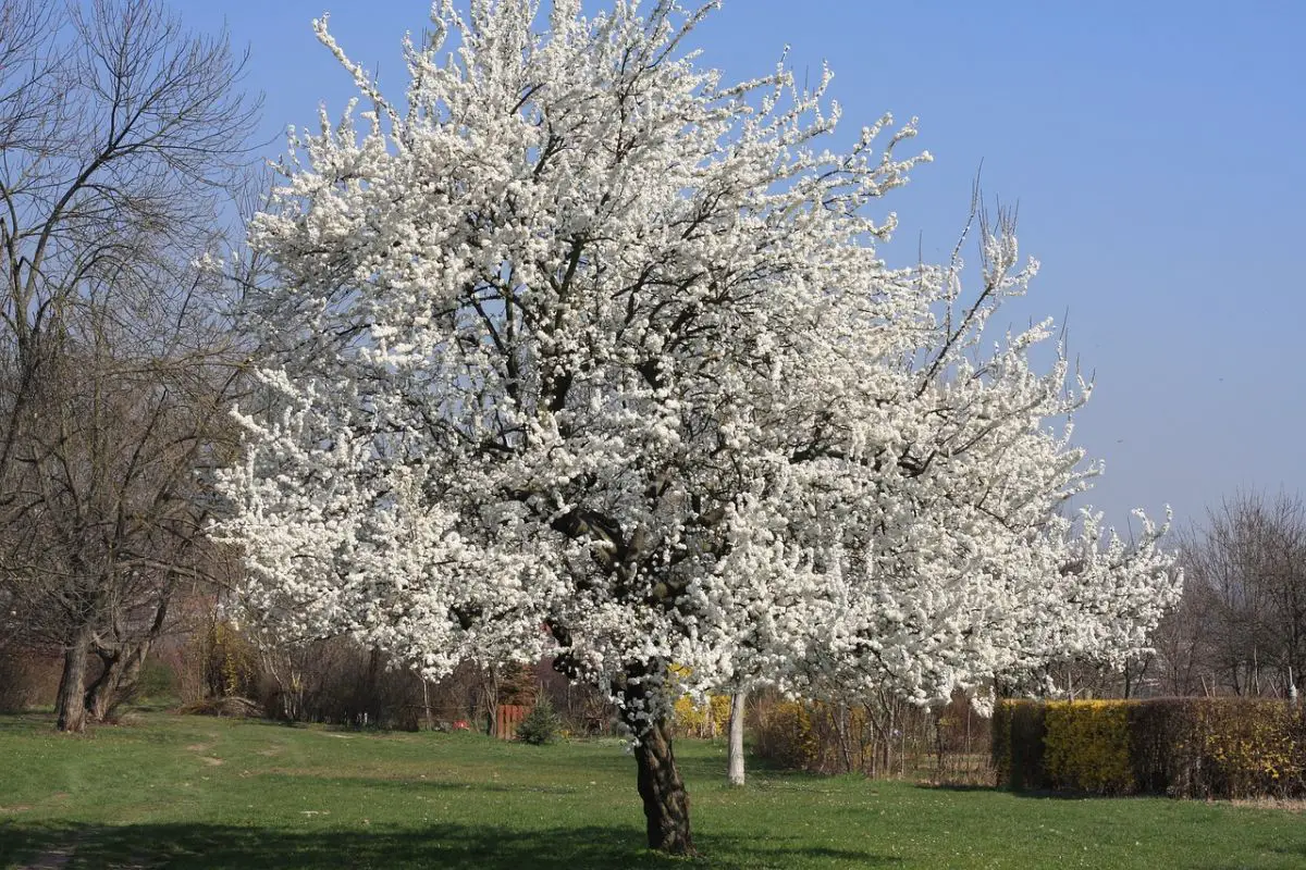 Looking for a tree with white flowers?  Meet some!