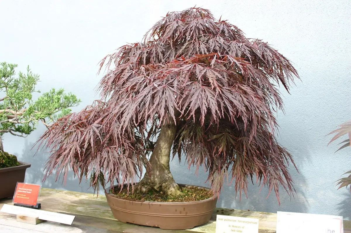 How to prune an Acer palmatum bonsai?