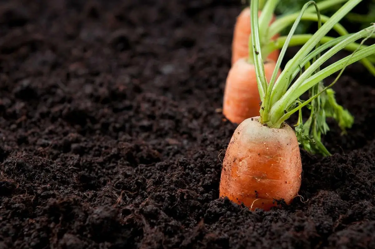 When to plant carrots: the best tips and tricks