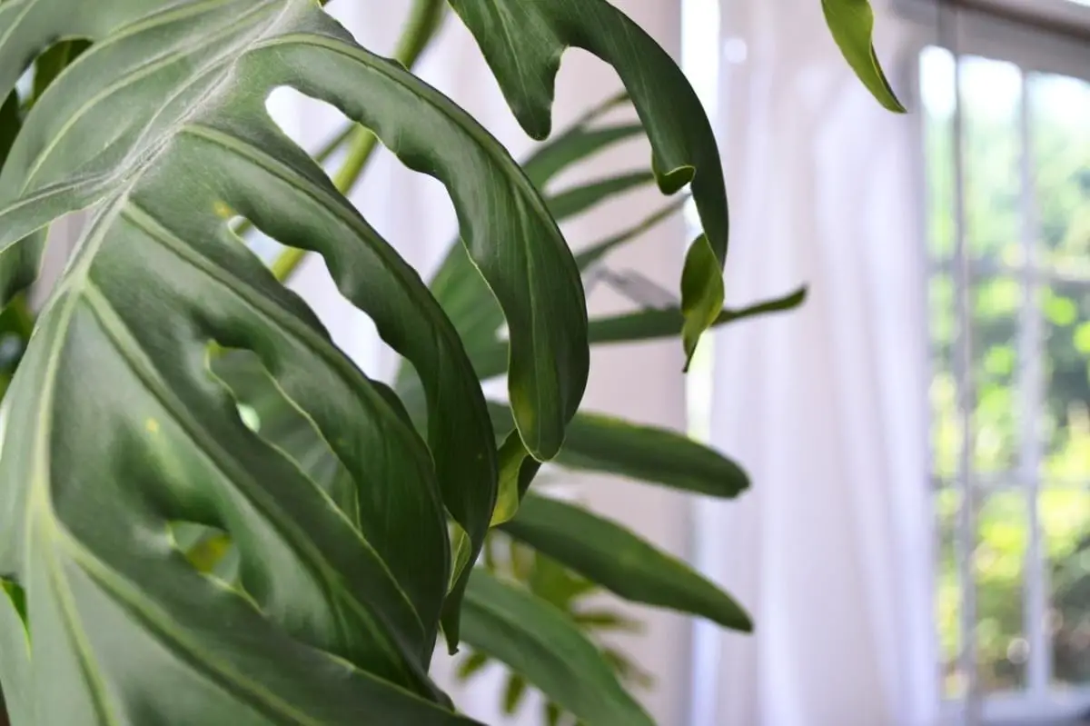 How to recover a monstera with yellow leaves?