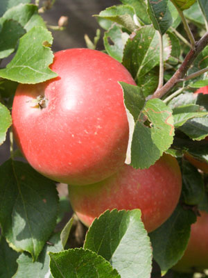 When and How to Prune an Apple Tree