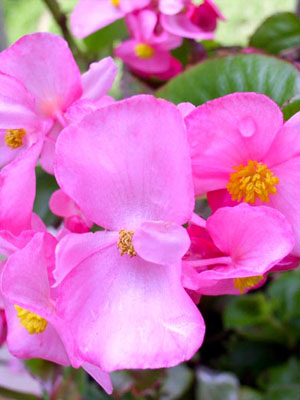 Begonia Growing Guide - DIY Gardens