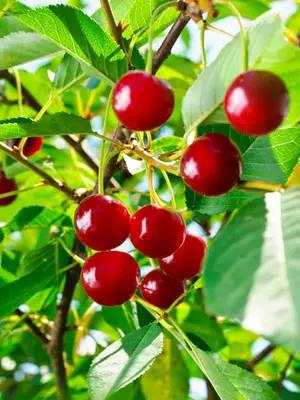 Cherry (Semi-Dwarf) Growing Guide - DIY Gardens