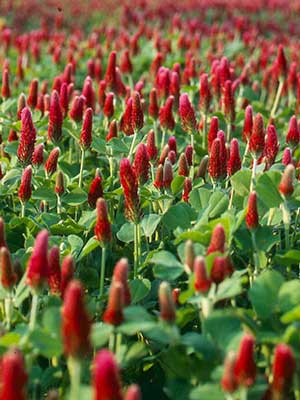 Crimson Clover Growing Guide - DIY Gardens