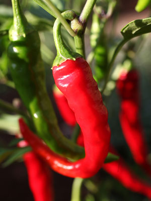 How to Grow Tabasco Peppers (Capsicum Frutescens)