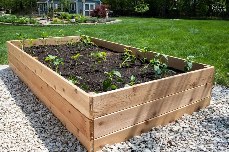 5 Money-Saving tips for beginning Gardeners