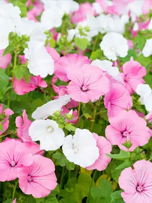 Lavatera Growing Guide - DIY Gardens