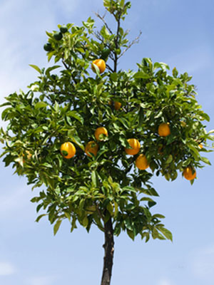 How to Grow Orange Trees from Seeds or Saplings