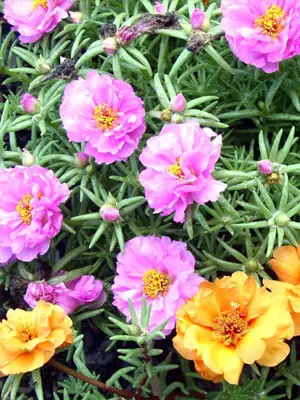 Portulaca Growing Guide - D.I.Y. Gardens