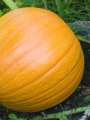 How to Harvest, Eat, and Store Your Homegrown Pumpkin Seeds