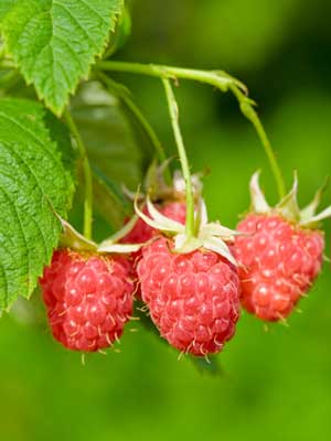 How to Grow Raspberries Indoors