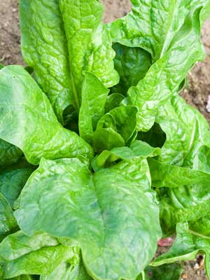 How to Grow Spinach in a Container