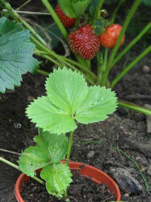 Growing Strawberries: The Ultimate Guide